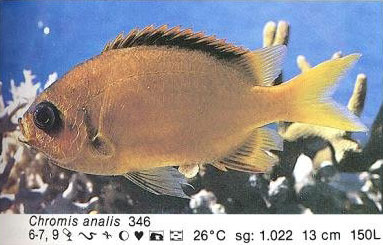 Chromis analis